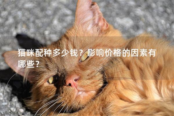 貓咪配種多少錢？影響價(jià)格的因素有哪些？